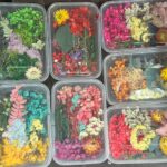 Dry Flower Box, Random Colour
