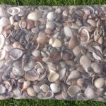 Sea shell type 1 (15mm to 35mm)