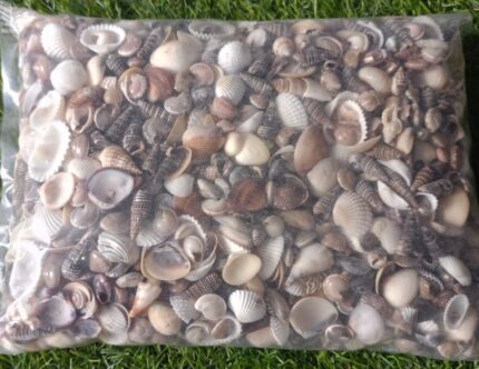 Sea shell type 1 (15mm to 35mm)