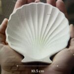 Sea shell Tray